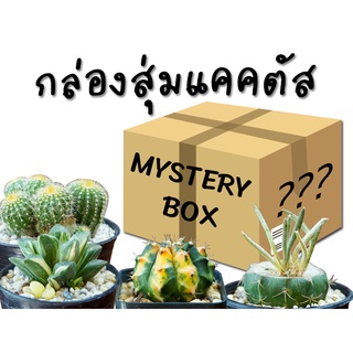 [สุดคุ้ม] กล่องสุ่ม แคคตัส MYSTERY BOX กระบองเพชร ไม้อวบน้ำ ไม้ทนแล้ง