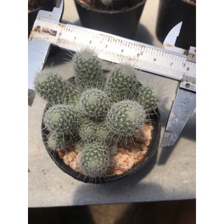 เข็มเงินฟอร์มกอ mammillaria germinispina