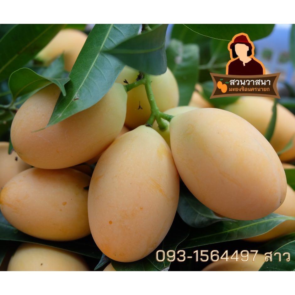 มะยงชิดนครนายก สวนวาสนา 18 - 20 ลูก/กิโลกรัม แท้ อร่อยมากๆ - รูปที่ 3