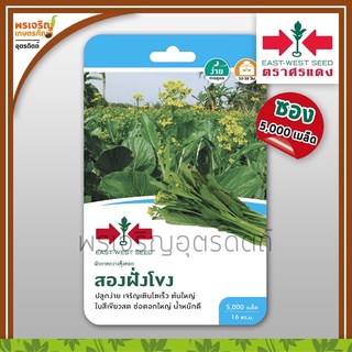เมล็ดพันธุ์ ผักกาดกวางตุ้ง กวางตุ้งดอกสองฝั่งโขง (แบบซอง) เมล็ดกวางตุ้งศรแดง เมล็ดพันธุ์ผักสวนครัว ตราศรแดง