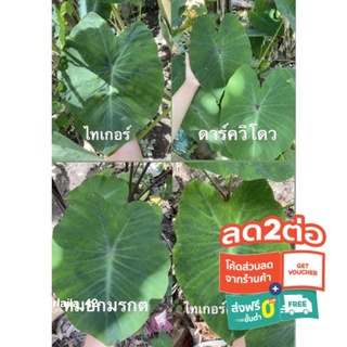 รวมโคโลคาเซีย4ชนิด ไทเกอร์/ไทเกอร์(รีเวริส)/หมอกมรกต(ด่างหลังใบ)/ดาร์ควิโดว