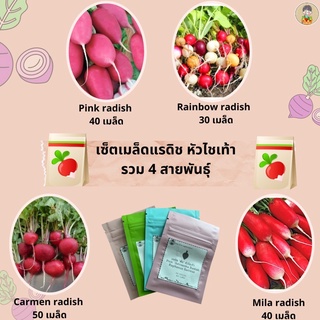 เมล็ดแรดิช หัวไชเท้า รวม 4 สายพันธุ์ Radish เมล็ดแรดิช เมล็ดหัวไชเท้านอก