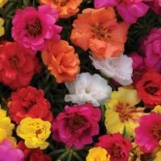 เมล็ดพันธุ์ แพรเซี่ยงไฮ้ กุหลาบ เซี่ยงไฮ้ Moss Rose Seeds ดอกใหญ่ นำเข้าจากต่างประเทศ พร้อมคู่มือ เมล็ดสด ใหม 5  เมล