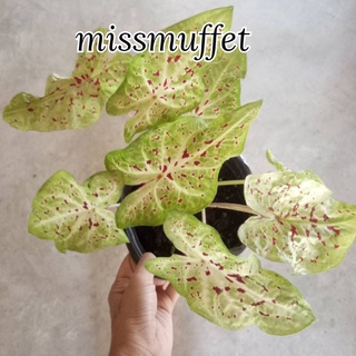 บอนสีมิสมัฟเฟทพื้นเขียวมะนาวจุดแดง
