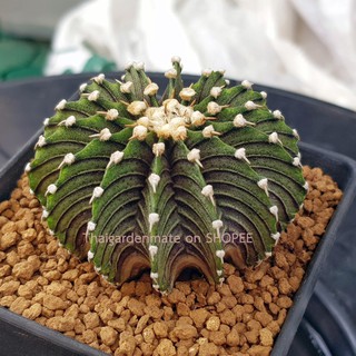 LB2178 Gymnocalycium Friedrichii (mihanovichii) LB2178 แท้ (10 เมล็ด) ยิมโน