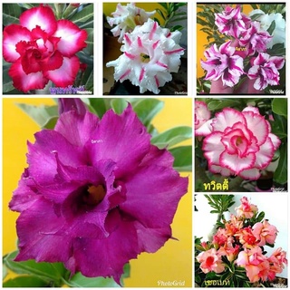 12 เมล็ด เมล็ดพันธุ์ ชวนชม สายพันธุ์ฮอลแลนด์ คละสี Adenium Seeds