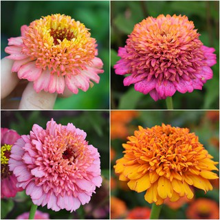 เมล็ดพันธุ์ ดอกบานชื่นเฟเบิร์กคละสี 40 เมล็ด  Mixed Faberge  Zinnia Seed ***เมล็ดพันธุ์พรีเมี่ยมเกรด***