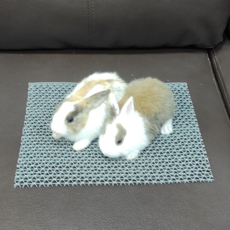 แผ่นยางรองกรงสัตว์เลี้ยงไม่ให้เจ็บเท้า กันลื่น และกันตกร่องกรงลูกสุนัข แมว กระต่าย ชูการ์ไรเดอร์ มี 3 ขนาด - รูปที่ 2