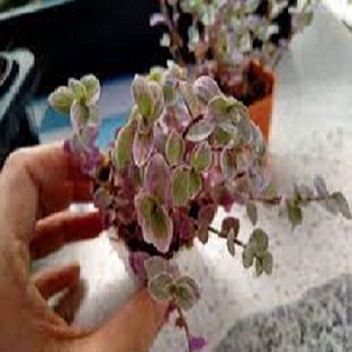 Callisia repens pink lady ริบบิ้นชาลี ริบบิ้นชาลีด่าง คัลลิเซีย เรเพนส์ พิงค์เลดี