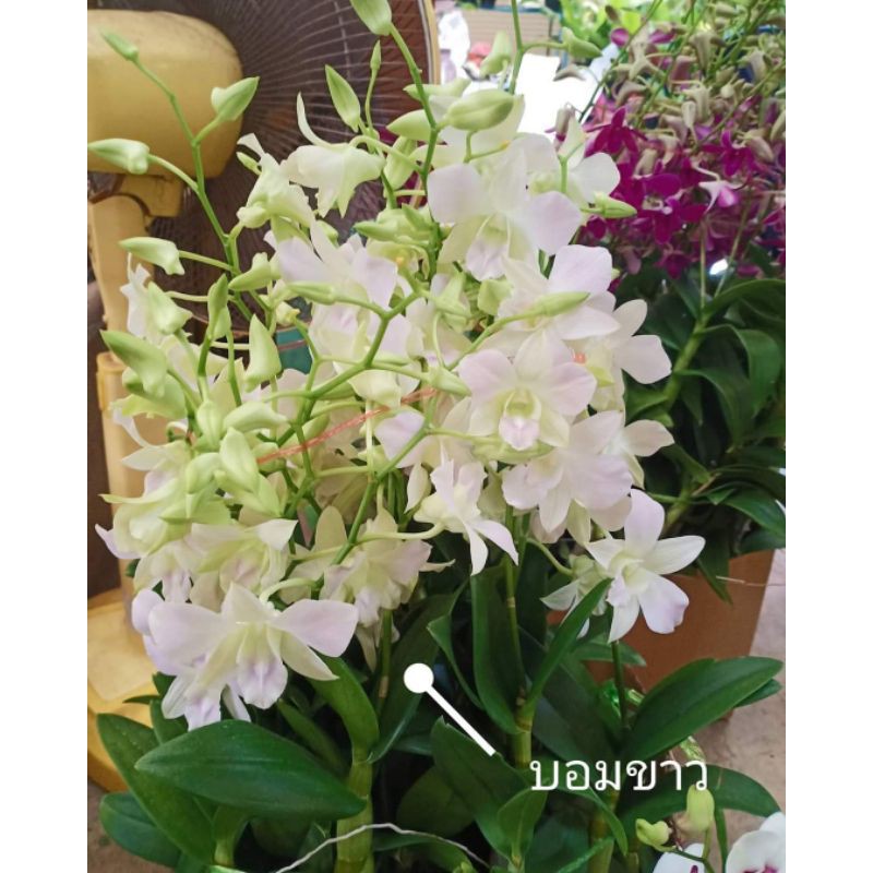 รวมกัน 99+ ภาพพื้นหลัง กล้วยไม้ ตระกูล หวาย ครบถ้วน