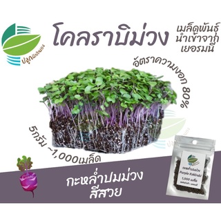 เมล็ดพันธุ์ ต้นอ่อน กะหล่ำปมม่วง (Purple Kohlrabi) 1,000 เมล็ด