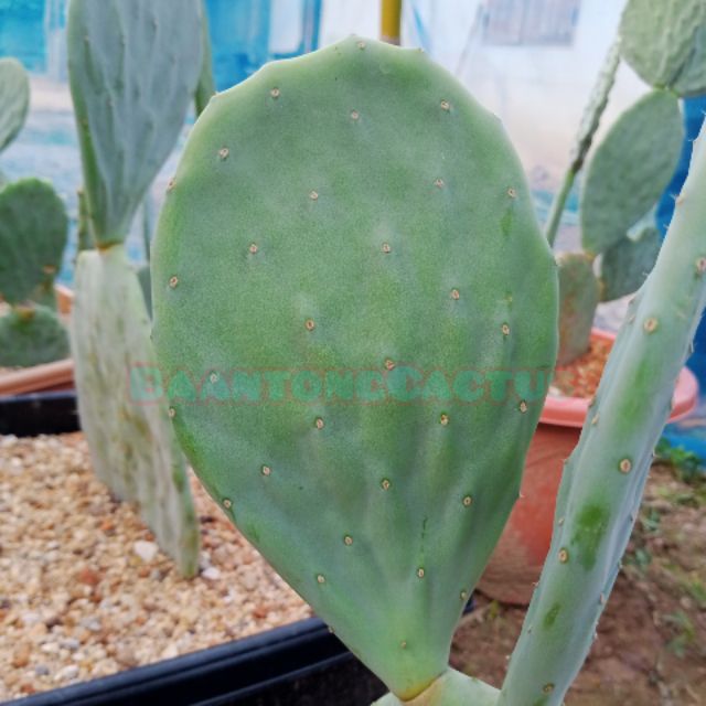 โอพันเทีย โรบัสต้า ไจแอนท์ opuntia robusta giant