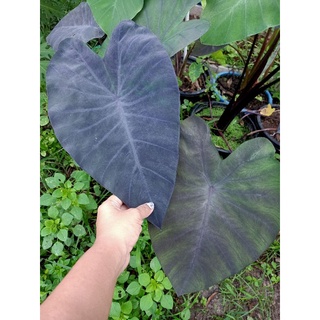 ต้นบอนนอก มาเดียร่า ทอปปิคูล Colocasia Madeira’ Tropi-Cools