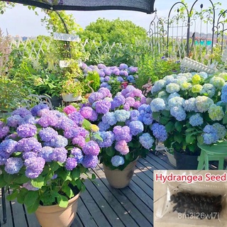 （เมล็ดพันธุ์ ถูก คละ）50 Pcs/bag Hydrangea Seed Bonsai Flower Seeds China Hydrangea Perennial Garden Flowers Seeds Outdoo