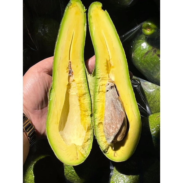 อะโวคาโด้พันธุ์ 034 แก่จัด อะโวคาโด 🥑 อะโวคาโดพันธุ์ 034 ราคาส่งขายเป็นลูก