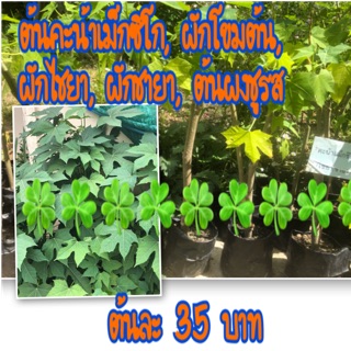 ต้นเม็กซิโก,ผักโขมต้น,ต้นผงชูรส ต้นละ 35 บาท