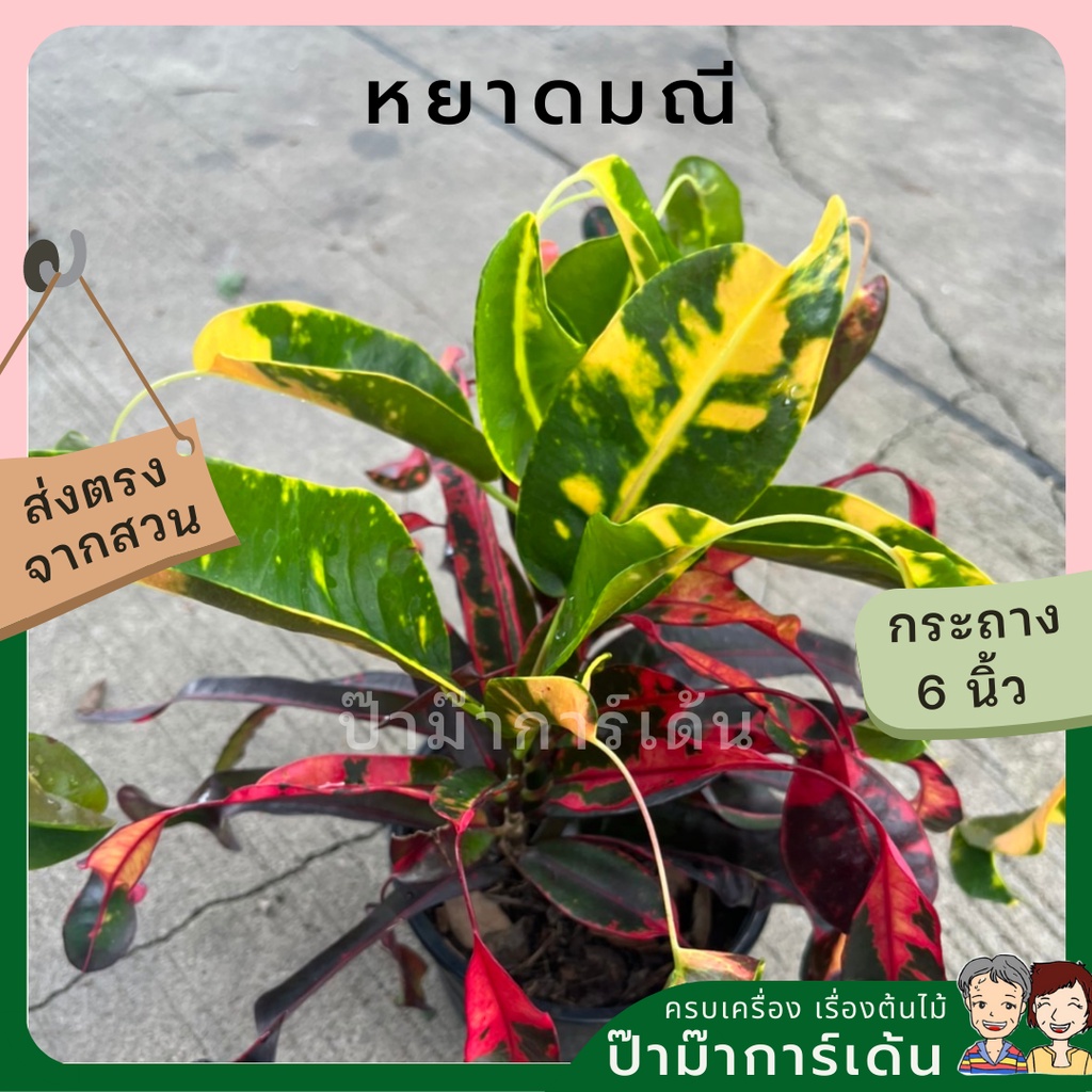 ต้นโกสน หยาดมณี พร้อมกระถาง 6 นิ้ว