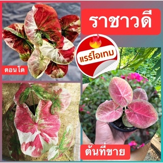 บอนสี ลูกราชาวดี กำลังกัดสีสวยๆ จัดส่งทั้งกระถาง🍀▶️เลื่อนภาพดูต้นที่ส่ง