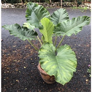 ว่านพญาจงอางโบราณ สายพันธ์ุโบราณ หูช้างก้านลายAlocasia