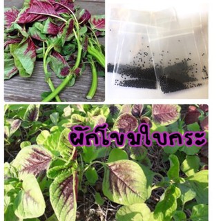 เมล็ดพันธ์ุ ผักโขมใบกระ ผักโขมสี ผักโขม (ซื้อ 10 แถม 1 คละอย่างได้)