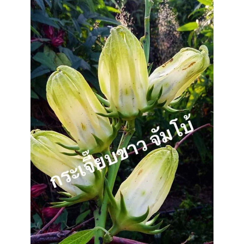 My Image 2