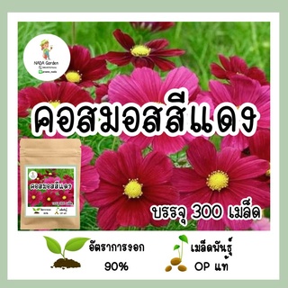 เมล็ดพันธุ์ คอสมอสสีแดง 300 เมล็ด ปริมาณสุดคุ้ม!!!