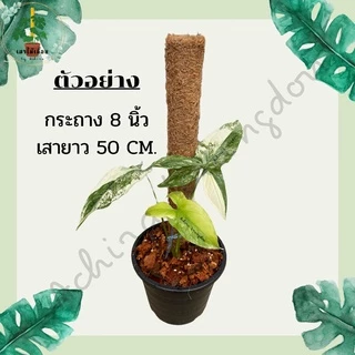 หลักไม้เลื้อย เสาไม้เลื้อย เสาใยมะพร้าว สวย คุณภาพดี แข็งแรง ทนทาน ราคาถูก ถูกที่สุด