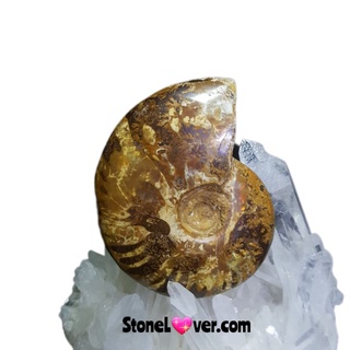 #Ammonite fossil#ฟอสซิลหอย #แอมโมไนต์
