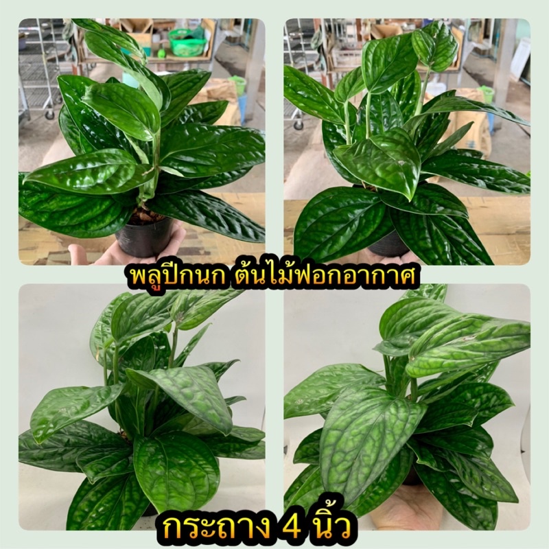 ☘️☘️พลูปีกนก (Monstera karsteniana) ☘️☘️ กระถาง 4 นิ้ว ต้นไม้ฟอกอากาศ