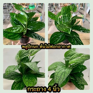 ☘️☘️พลูปีกนก (Monstera karsteniana) ☘️☘️ กระถาง 4 นิ้ว ต้นไม้ฟอกอากาศ