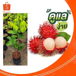 ต้นเงาะโรงโรงเรียนพันธ์ุต้นเตี้ยปลูก2ปีติดลูก
