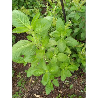 เมล็ดพันธุ์ อิตาเลี่ยนเบซิลใบใหญ่  ITALIAN  Large Leaf  Basil ซองละ 29 บาท เมล็ดจากบ้านสวนปลูกต่อได้