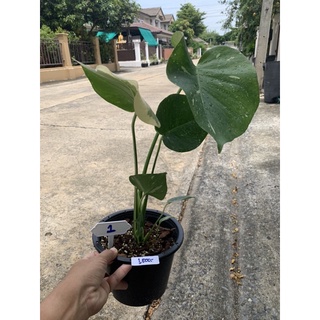 ต้น Monstera Thai Constellation (ไม่รับจัดส่งแบบเก็บเงินปลายทางนะครับ) Patsorntree