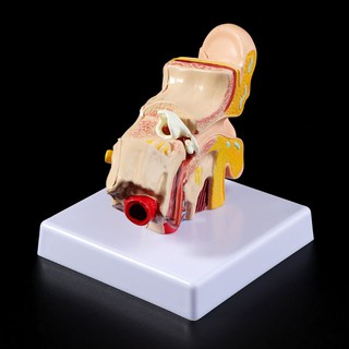 1.5 Times Life Size Human Ear Anatomy Model OrganMedical Teaching Supplies Professional YUAI