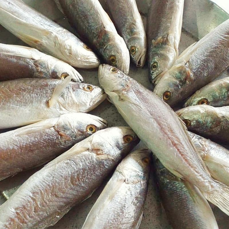 Best Seller, High Quality 1กิโลกรัม​ ปลาจวดร้า​ ปลาทะเลเนื้อนิ่ม​รสออกเค็มนิดๆ​ ปลาจวดหัวแหลมหาทานยากค่ะ​ คนท้องทานได้คุณค่าทางอาหารสูงค่ะ อาหารทะแลแห้ง ปลาแดดเดียวชนิดต่างๆ ปลาฉิงฉ้างตากแห้ง ปลาหมึกแห้ง ปลาสลิด สินค้าขายดีและมีคุณภาพสำหรับคุณ