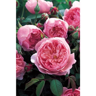 25เมล็ด เมล็ดกุหลาบ อังกฤษ พันธุ์เลื้อย สีชมพู กุหลาบหนู Rose seeds