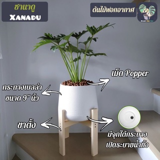 🌿ต้นซานาดู (Philodendron Xanadu) (ต้นไม้ฟอกอากาศ)ต้นสูง30-35ซม. พร้องกระถาง(เลือกแบบกระถางได้)+จานรอง+เม็ดPopper+ขาตั้ง