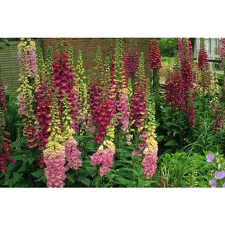 เมล็ดพันธุ์ ดอกฟ๊อกเลิฟ ดิจิทาลิส digitalis purpurea foxglove excelsior 1000 เมล็ด เมล็ดพันธุ์นำเข้าจาก อังกฤษ