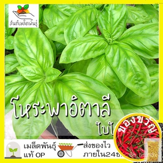 เมล็ดพันธุ์ โหระพาใบใหญ่ อิตาเลี่ยน เบซิลใบใหญ่ 400 เมล็ด Large Leaf Italian Basil เมล็ดพันธุ์แท้100%นำเข้าจากต่างประเทศ