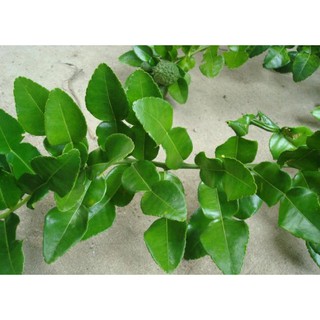 ใบมะกรูด ใบมะกรูดปลอดสารพิษ เก็บสดใหม่จากสวนทุกออเดอร์ -Fresh and clean kaffir lime leaves