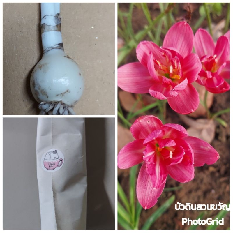 บัวดิน Z.Double lotus (สั่งขั้นต่ำ 50 บาท รวมในร้านได้)