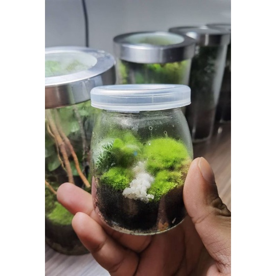 สวนขวดแก้ว(Terrarium)ขนาดเล็กมินิมอล ราคา ถูกที่สุด ดีลบีเคเค แกลเลอรีภาพที่ 4
