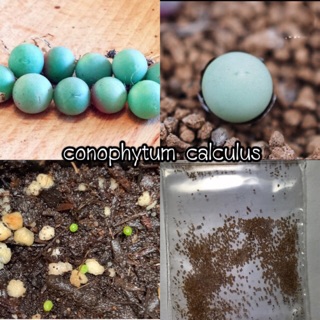 🌵เมล็ดพันธ์🌵 conophytum calculus