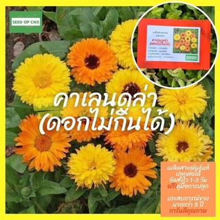 ☘️เมล็ดสายพันธุ์แท้หายาก☘️#คาเลนดูล่า30เมล็ด แท้💯% [ในร้านมีให้เลือกอีกเยอะมาก❗️]