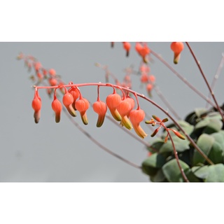 Gasteria glomerata ไม้อวบน้ำ แกสทีเรีย