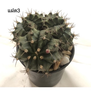 กระบองเพชร แคคตัส ยิมโนคาไลเซียม (Gymnocalycium) แฝด 3 รากเดียว