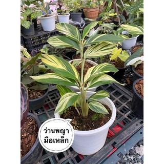 ว่านพญามือเหล็ก หรือ ข่าด่าง Alpinia sandrerae. Variegated Ginger. ZINGIBERACEAE.