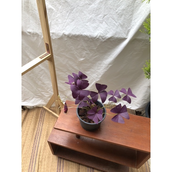 🦋ผีเสื้อราตรี🦋 'Oxalis triangularis'