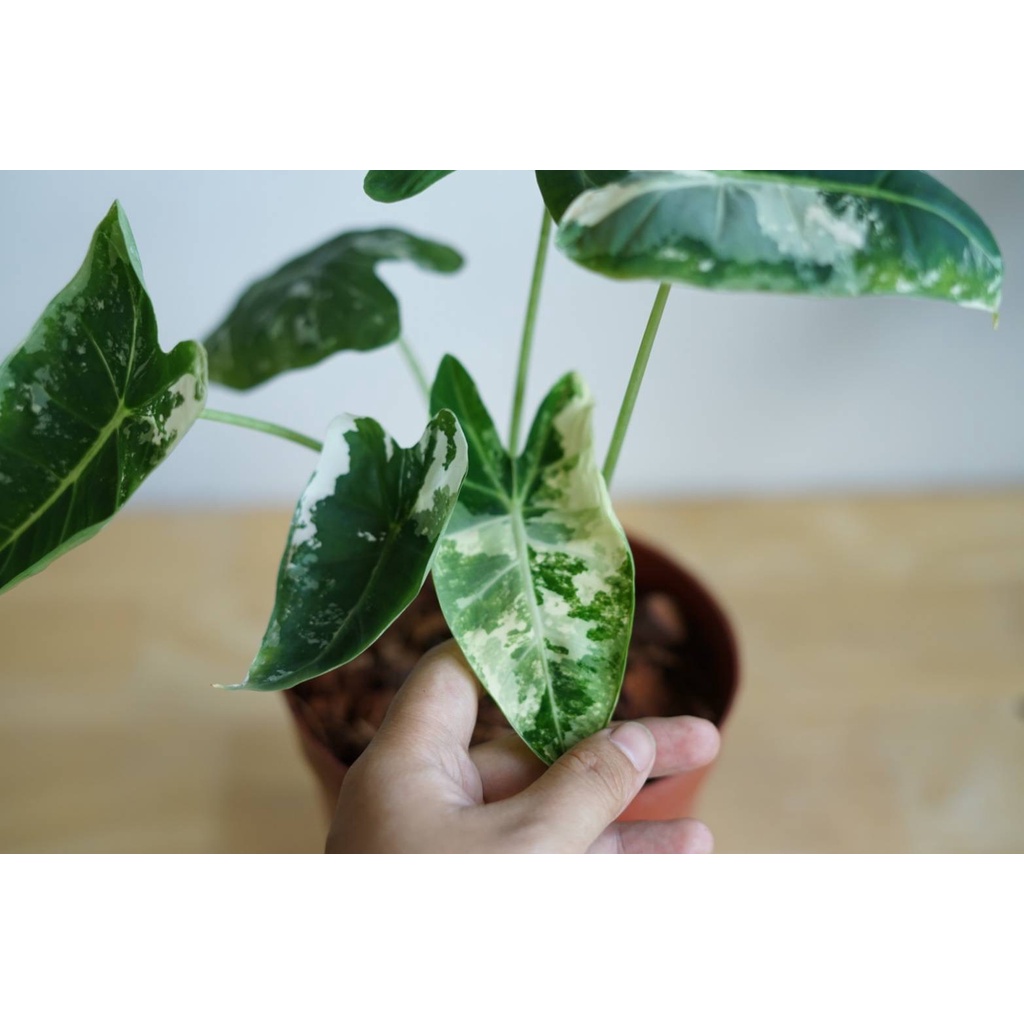 มุมมอง 2