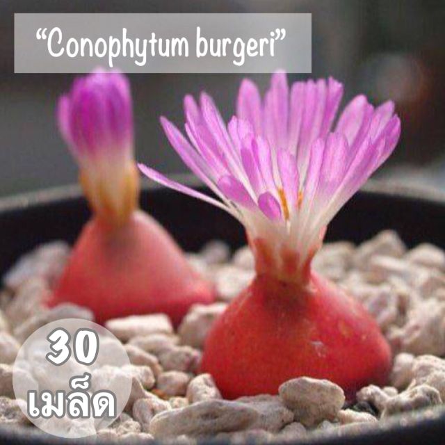เมล็ดพันธุ์ ไม้อวบน้ำ "Conophytum burgeri" 30 เมล็ด